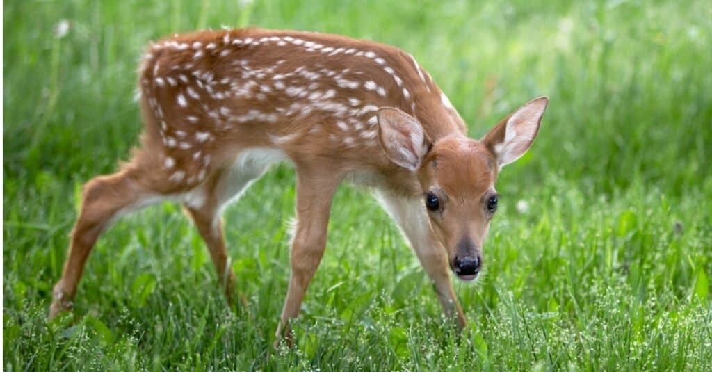 newborn white tailed deer