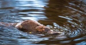 What Does The Platypus Eat? Picture