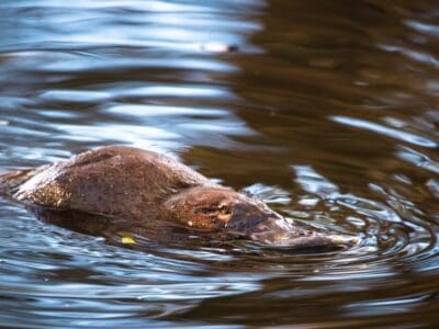 A 10 Incredible Platypus Facts