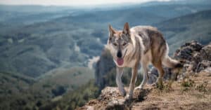 Western Timber Dogs (Domesticated Wolfdogs/Hybrids) Picture