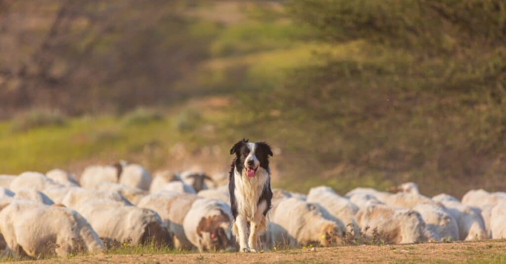 collie with herd of sheep