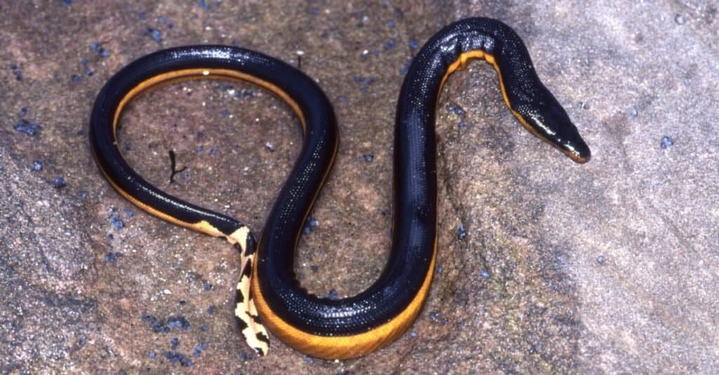 Yellow-bellied sea snake gliding on a flat rock