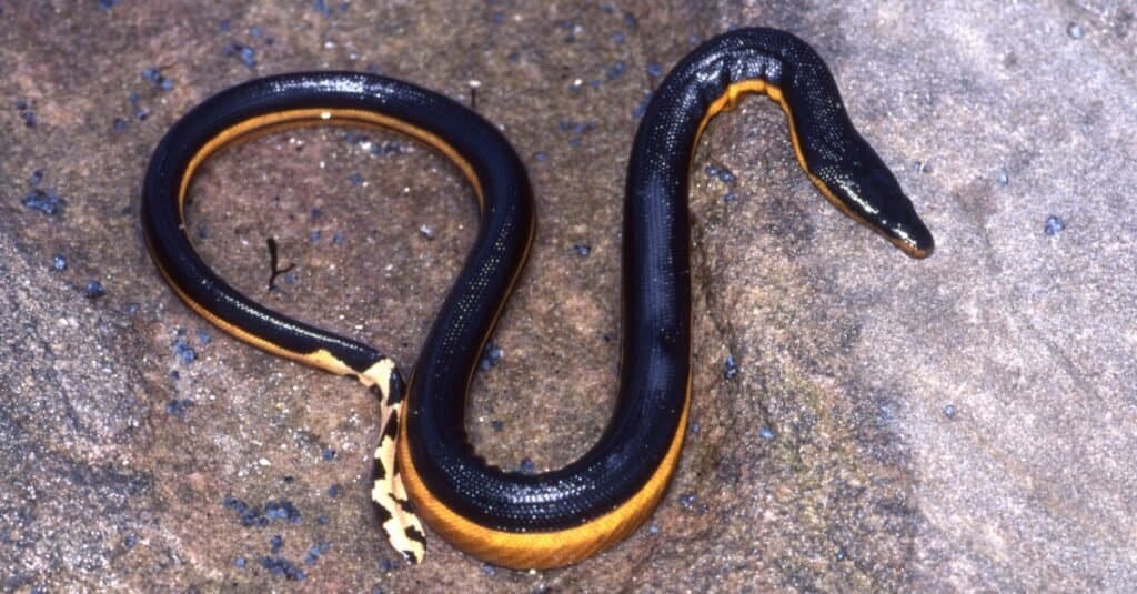 black snake with yellow stripe on head