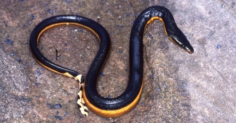 13 Yellow Snakes - Are Any Venomous? - A-Z Animals
