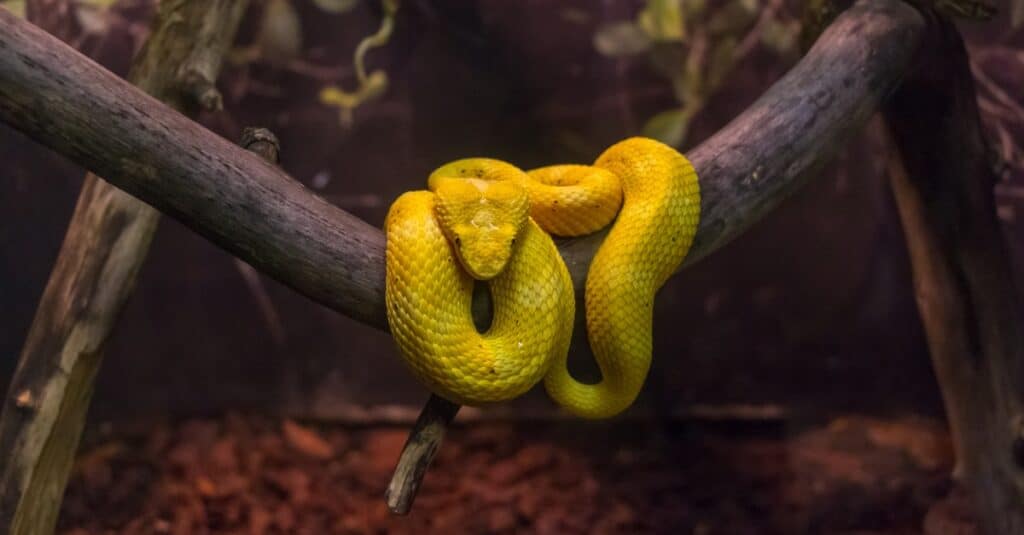 yellow snake wrapped around branch