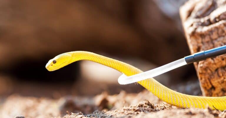 yellow tree viper snake being picked up with stick