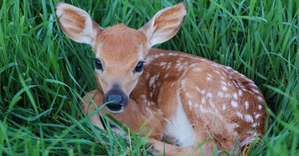 baby-deer-solo-shot