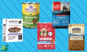Best Dog Food Brands Picture