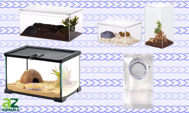 Tarantula Enclosures