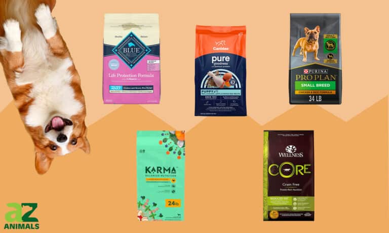 Corgi Dog Foods