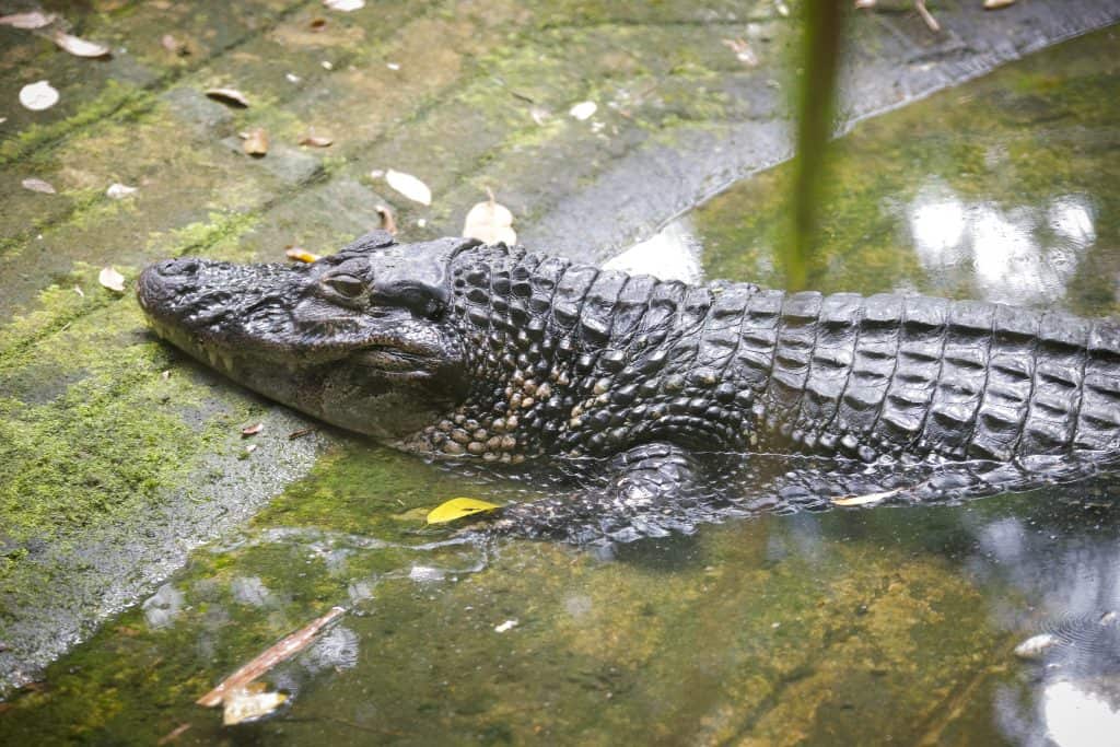 Black caiman