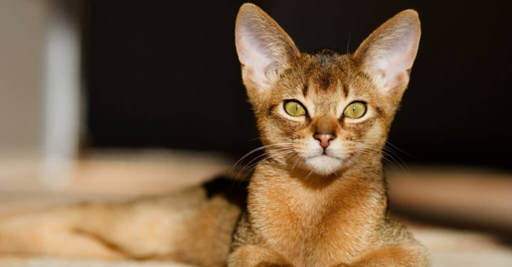 Abyssinian sunbathing