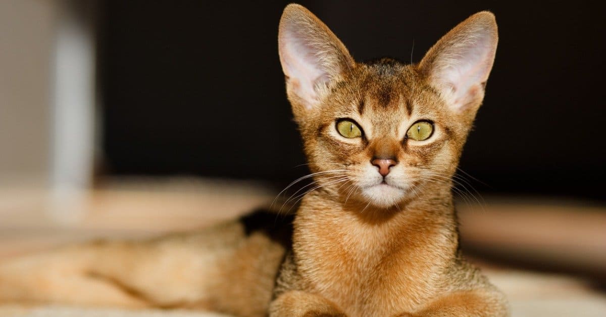 Abyssinian Animal Facts Felis Catus A Z Animals