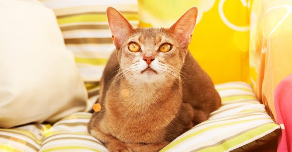 Abyssinian laying on striped pillows