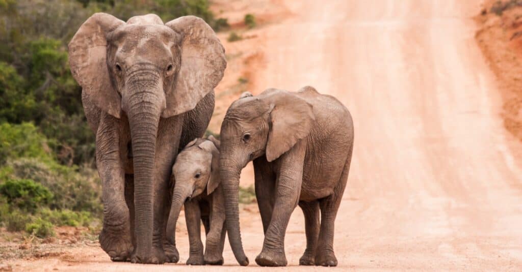 African elephants walking down dirt road