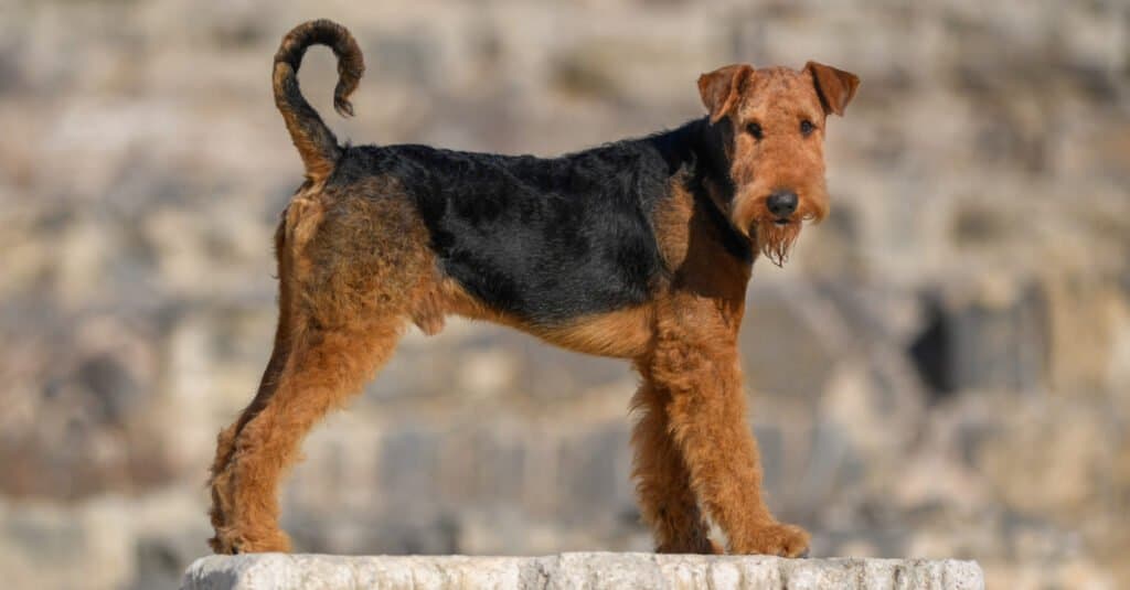 Airedale standing on top of column