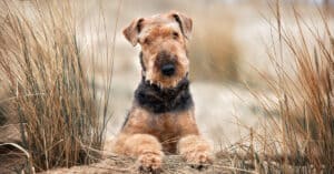Large Terrier Breeds Picture