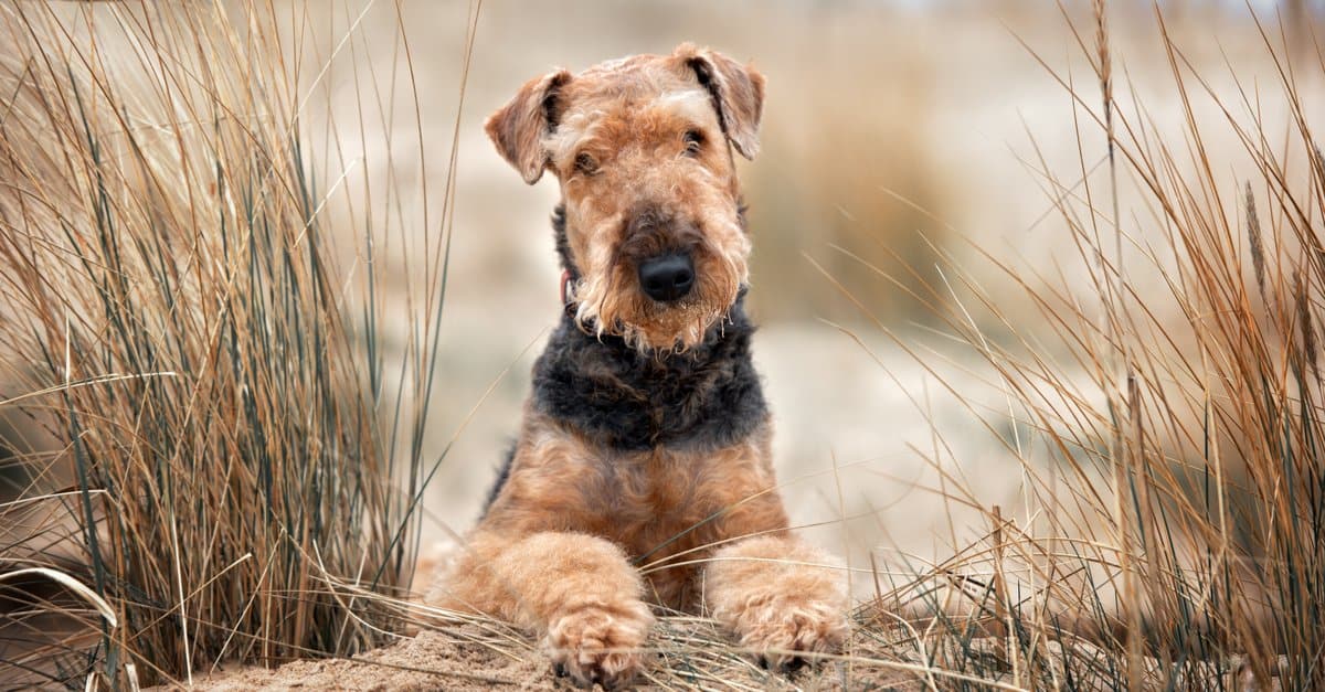 Airedale with paws resting in front
