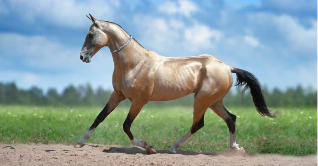 Akhal-Teke running in dirt