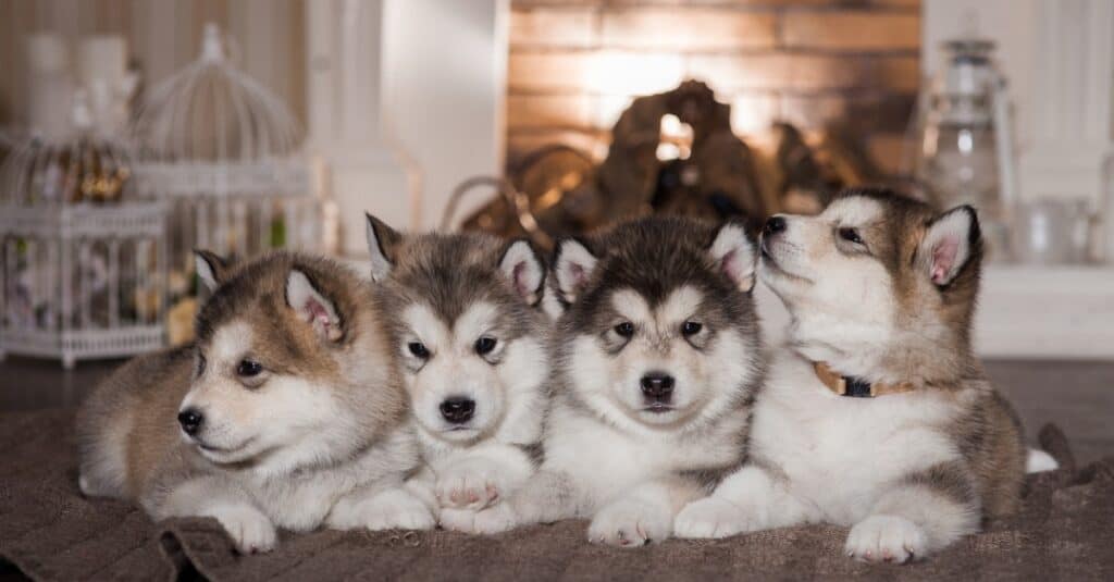 Alaskan Malamute puppies