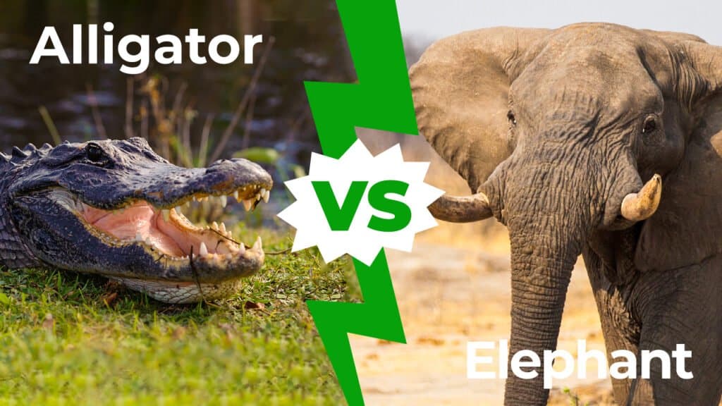 Alligator vs elephant