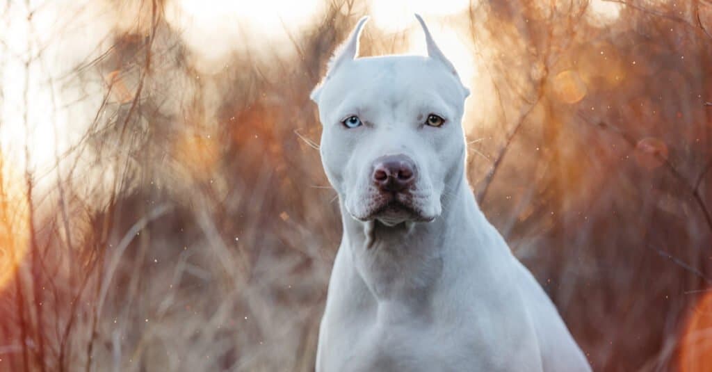 American Pit Bull Terrier with two different colored eyes