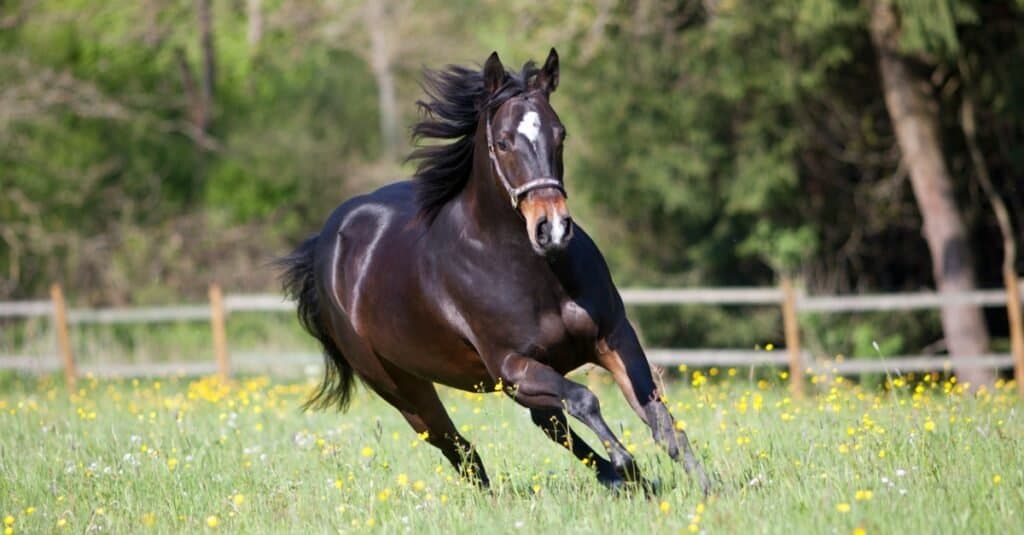 black American Quartherhorse running in pasture