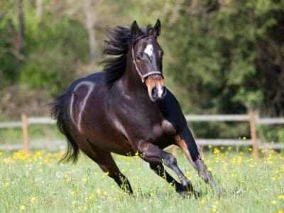 A Top 9 Fastest Horses