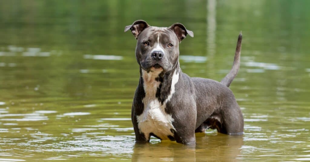 American Staffordshire Terrier standing in water