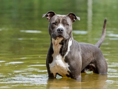 A American Staffordshire Terrier Quiz: Test Yourself!