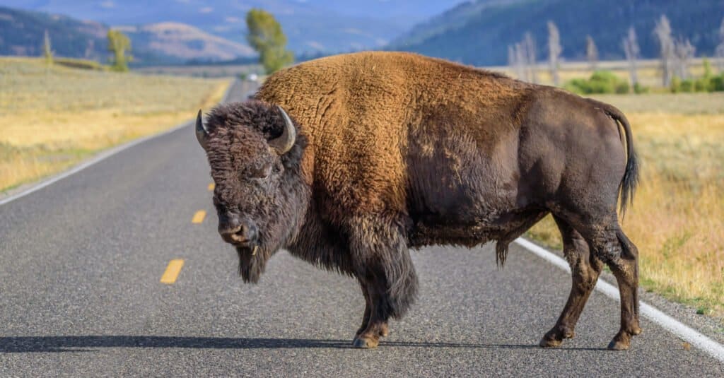 American bison in the middle of the road