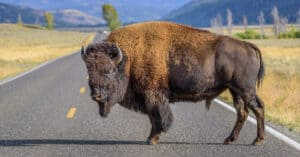 Viral Video Shows Hundreds of Bison Charging Down a Mountain and Spilling Onto a Highway Picture
