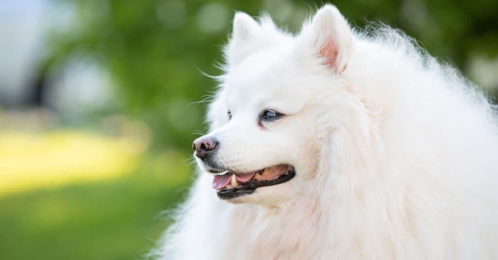 side view of face of an American eskimo