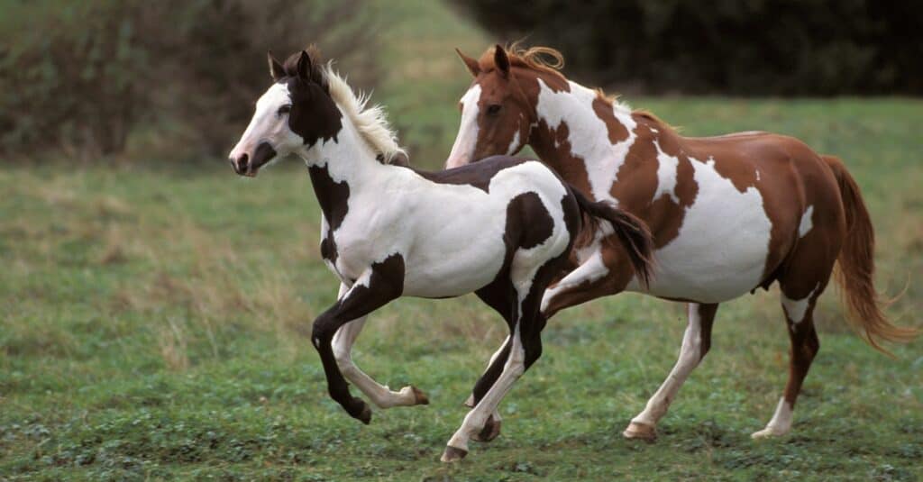 American paint horse adult and foal running together