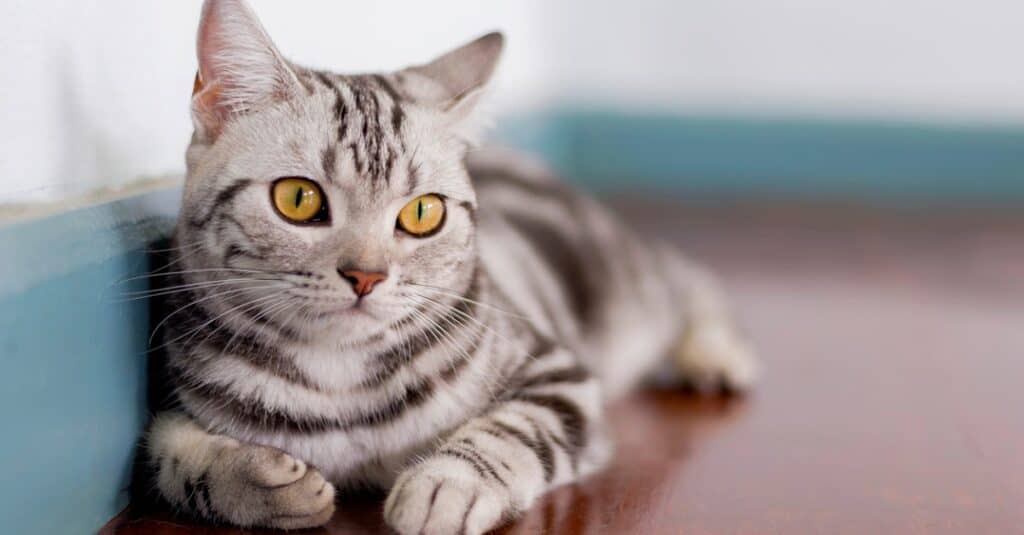 American shorthair laying on hardwood floor