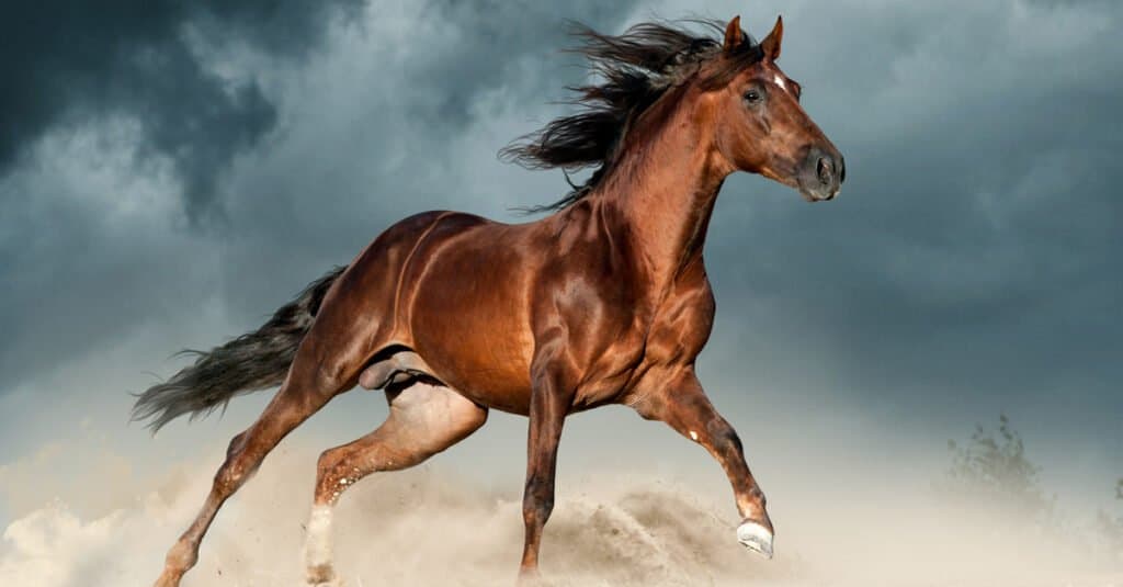 10 Prettiest Horses in the World - A-Z Animals