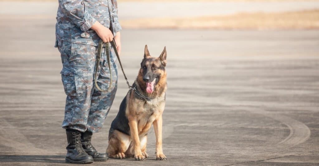 Animals Used In War: German shepherd with military handler.