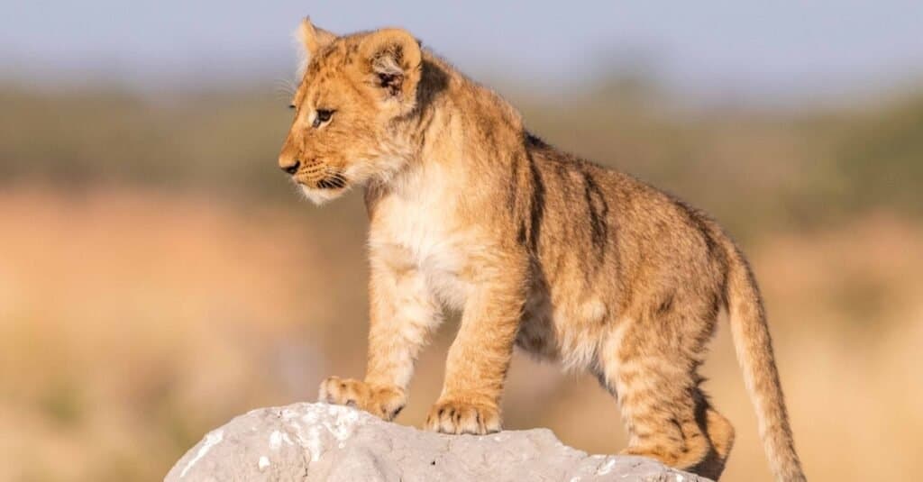 lion cub