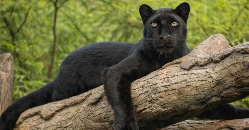 All About the Black Panther: Ghosts of the Forest