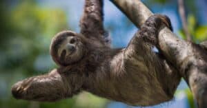 How Many Sloths Are Left In The World? Picture
