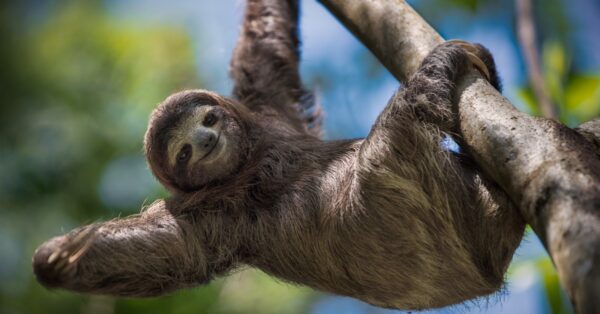 Sloth Lifespan How Long Do Sloths Live A Z Animals