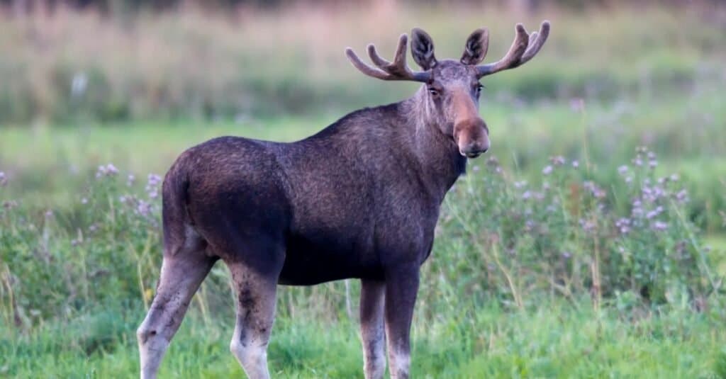 Animals in Norway