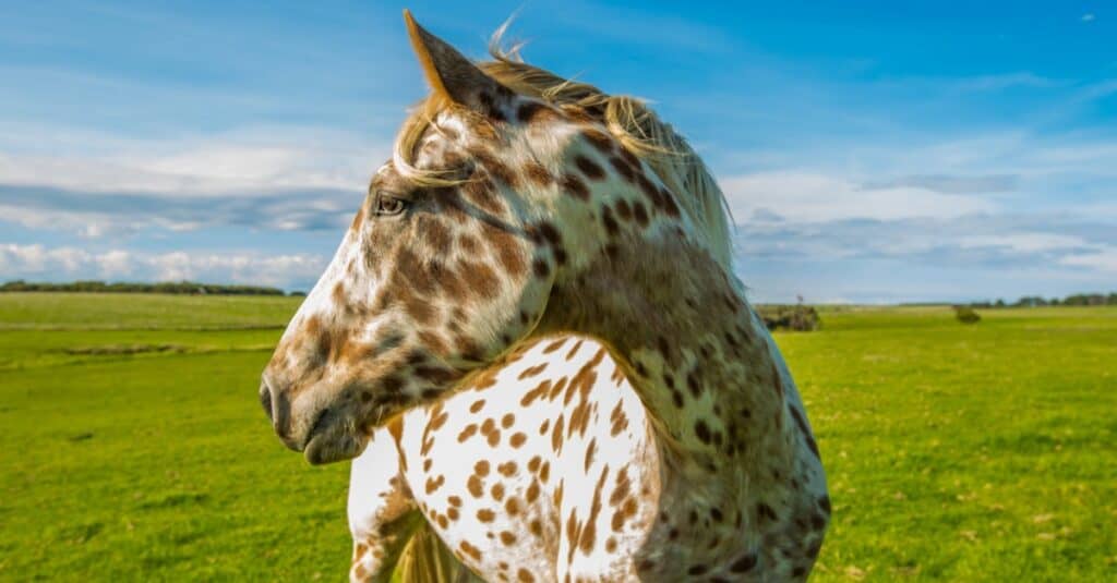 close up of an Appaloosa with head turned