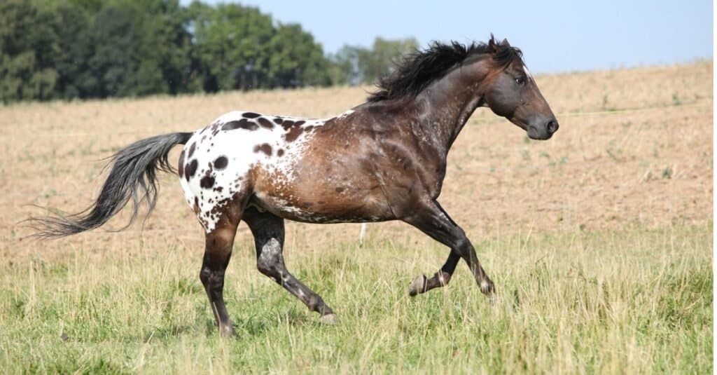 Appaloosa running through field