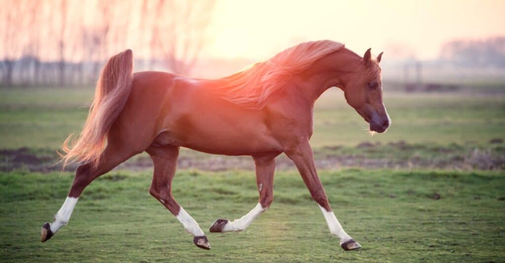 Arabian horse trotting at sunset