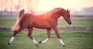 Arabian Horse Prices in 2024: Purchase Cost, Supplies, Food, and More! Picture