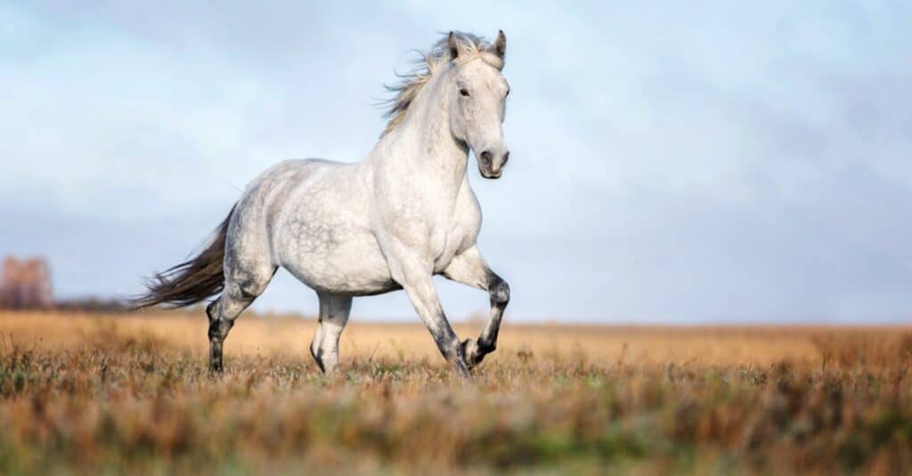 white Arabian horse running
