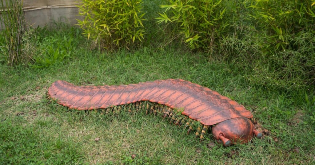 Arthropleura in grass