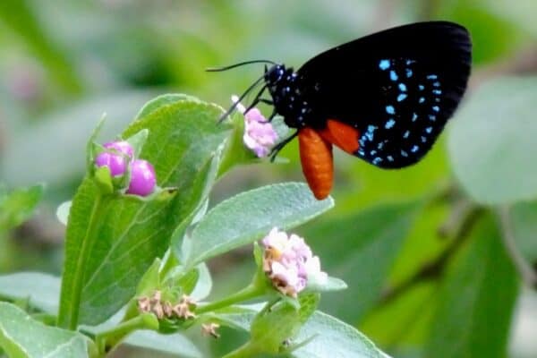 The atala butterfly is able to metabolize the toxic cycad plant, though its predators cannot.