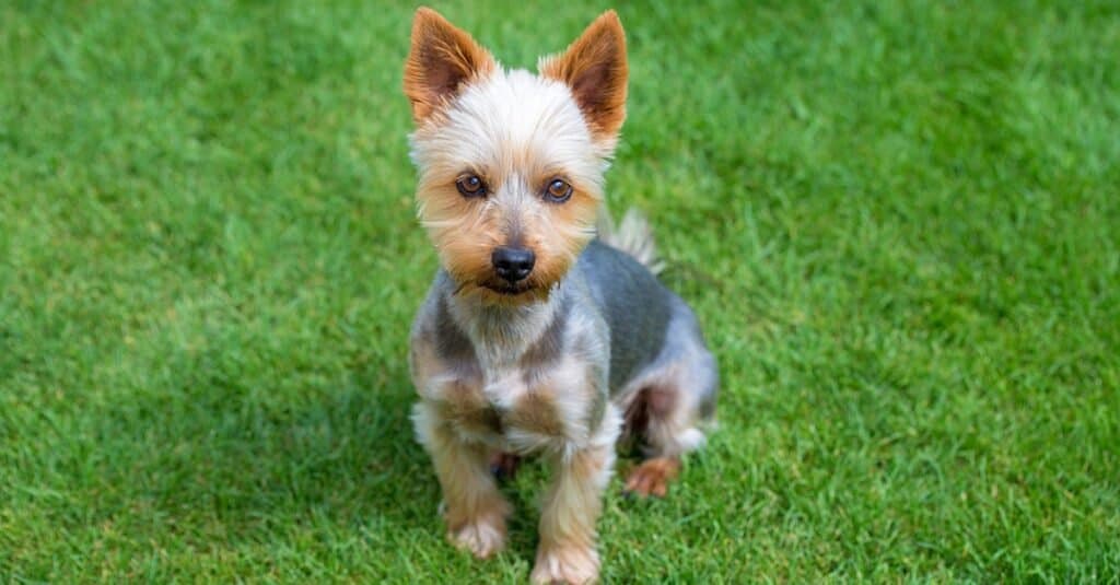 Australian Terrier sitting in grass